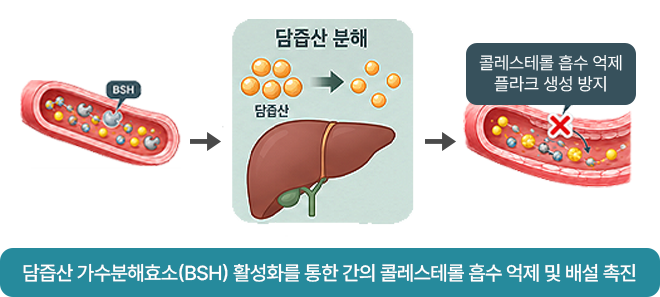 항고지혈 기전
